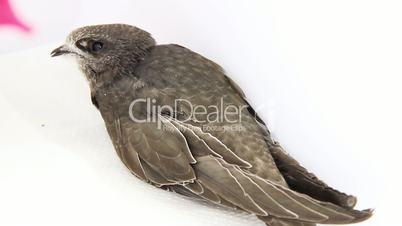 young common swift