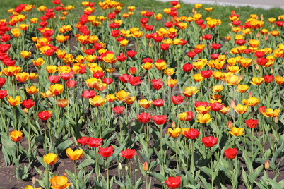 Yellow and red  tulip field