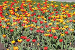 Yellow and red  tulip field