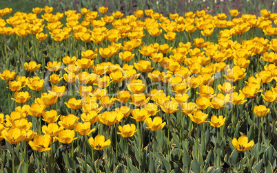 Yellow tulip field