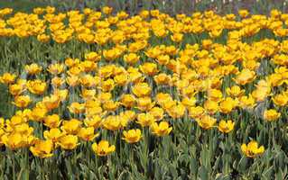Yellow tulip field