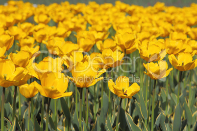 Yellow tulip field