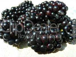 Blackberries