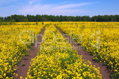 summer landscape with yellow grass, road and clouds