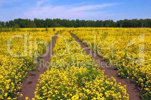 summer landscape with yellow grass, road and clouds