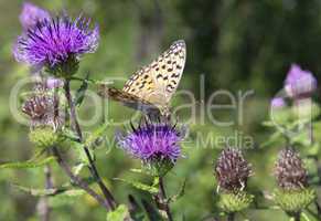 monarch butterfly on red  flower