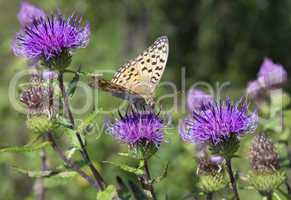 monarch butterfly on red  flower