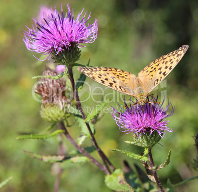 monarch butterfly on red  flower