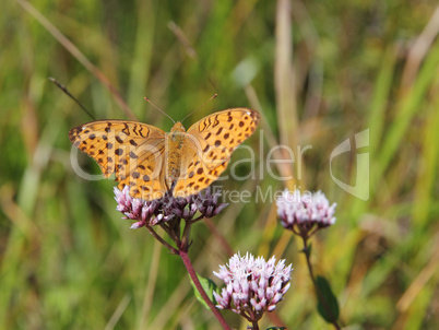 monarch butterfly on red  flower