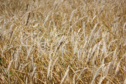 yellow grain ready for harvest growing in a farm field