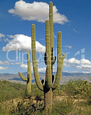 Giant Saguaro, Arizona