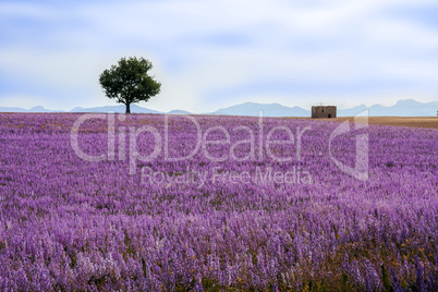 Herbs field in Provence