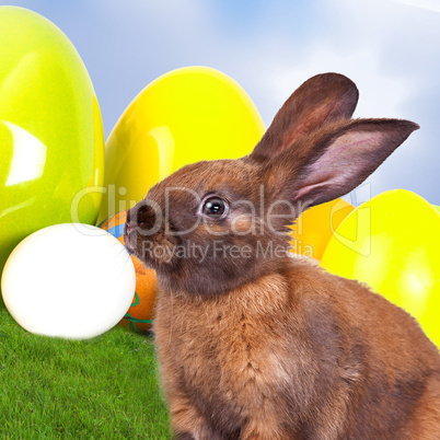 Rabbit with Easter eggs