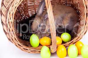 Bunny with colorful Easter eggs