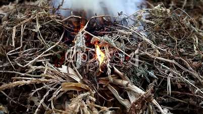 Burning  weeds and twigs