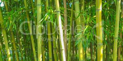bamboo plants - panorama