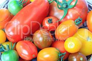 Colorful tomatoes