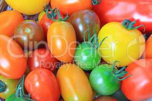 Colorful tomatoes