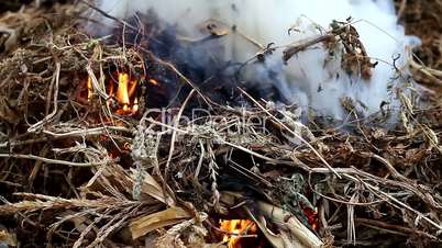 burning  weeds and twigs