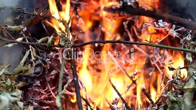 Burning  weeds and twigs