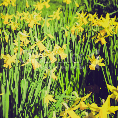 retro look daffodils