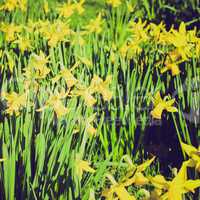retro look daffodils