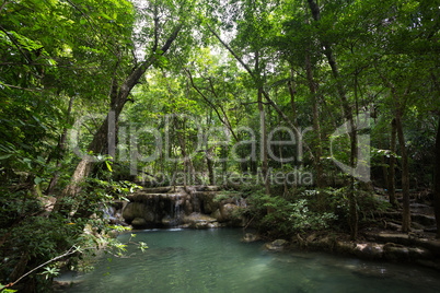 natural pond in forest