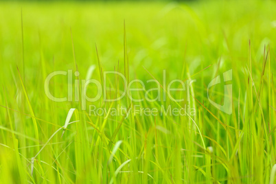 tropical grass