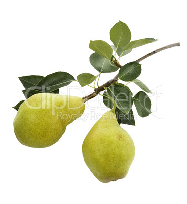 Yellow Pears