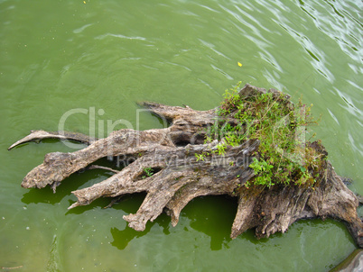 the rotten stump of tree in the water