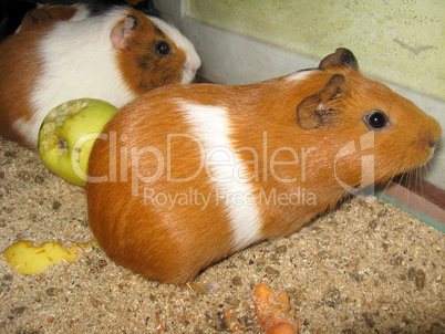 beautiful brown guinea-pigs with apple