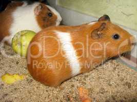 beautiful brown guinea-pigs with apple
