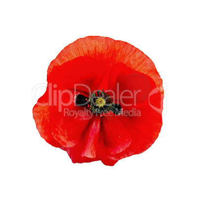 poppy red isolated