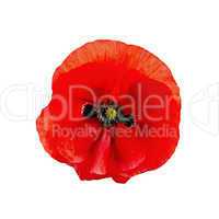 poppy red isolated