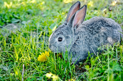 rabbit gray on the grass with dandelion