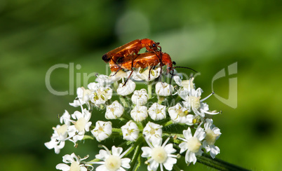 Insektenliebe