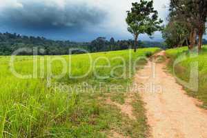 dirty road intropical meadow