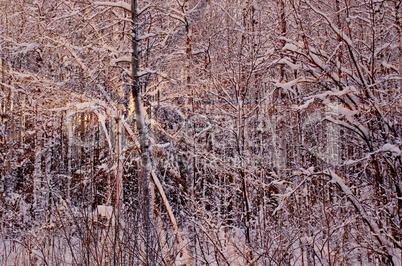 winter forest at sunset