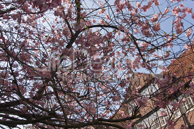 Magnolienblüte in der Hamburger Peterstraße