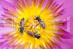 bees in waterlily