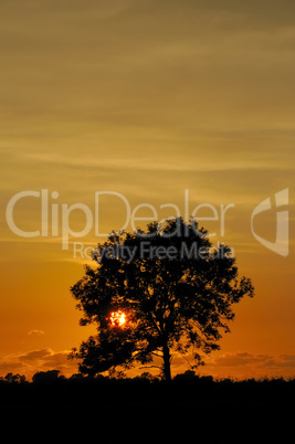 Baum mit Abendsonne
