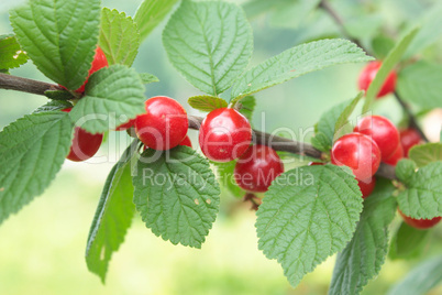 red berry of prunus tomentosa hanging on the branch