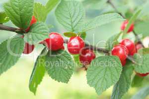 red berry of prunus tomentosa hanging on the branch