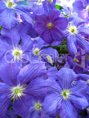 beautiful blue flowers of clematis