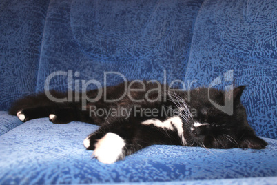 black cat sleeping on the blue sofa