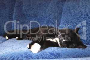 black cat sleeping on the blue sofa