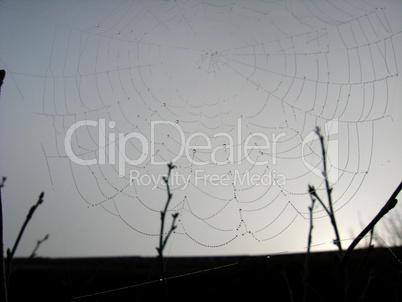 web on a background of the sky