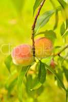 the peach