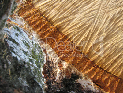pattern on a cut of birch
