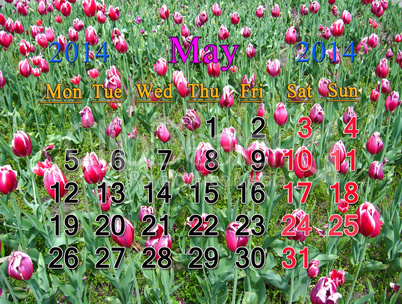 calendar for may of 2014 with tulips on the flower-bed